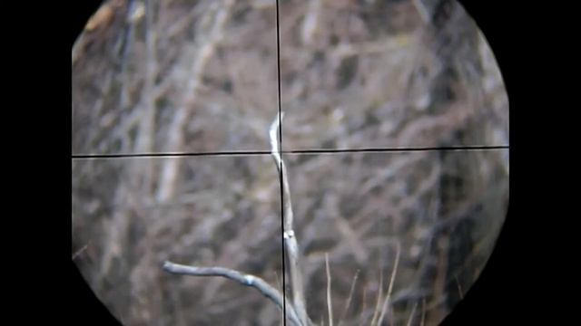 Люп и Пилад смотреть онлайн