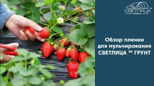 Пленка для клубники | Обзор пленки для мульчирования с перфорацией СВЕТЛИЦА ™ ГРУНТ