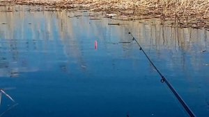 Ловля КРУПНЫХ КАРАСЕЙ на ПОПЛАВОК. Давно мечтал о такой рыбалке!