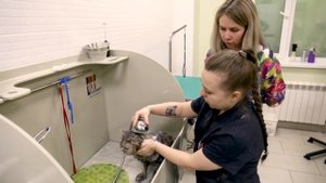 Как помыть кота, груминг кошек дома