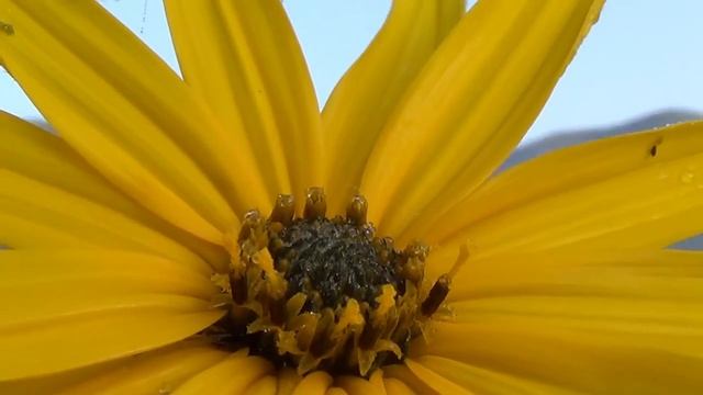 2016_10_07 MVP УТРО НА р. СОЧИ.mp4 смотреть онлайн