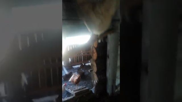 Куры несушки Ломан браун. 5мес. Когда же занесутся. Сколько ещё ждать. смотреть онлайн