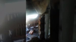 Куры несушки Ломан браун. 5мес. Когда же занесутся. Сколько ещё ждать.