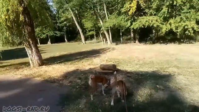 Лео & Чарли. Прогулка с двумя собаками. Басенджи и Бигль