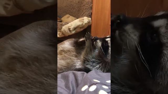 Вот так Енот подстригает себе ногти смотреть онлайн