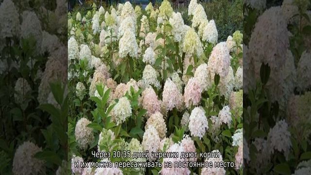 Гортензия Мега Минди — описание, посадка и уход смотреть онлайн