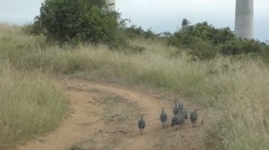 Национальный парк Найроби  Кения
