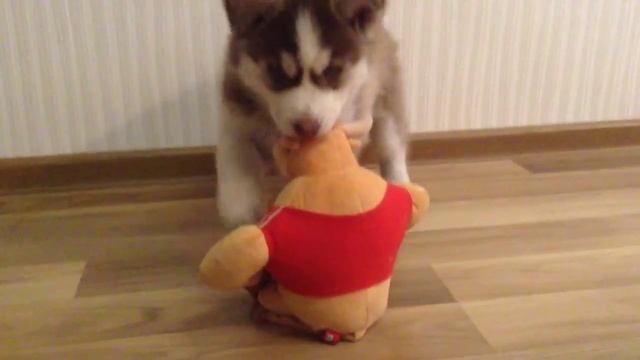 Силач щенок хаски. Взял быка за рога! смотреть онлайн