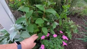 Fixing my Flowerbed with "Stand By Me" Bush Clematis