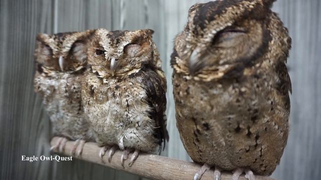 Sleepy Scops Owl [10 Minutes Unedited Footage] フクロウ ワシミミズク сова сыч филин 雕鸮 猫头鹰 올빼미목 Burung Hantu