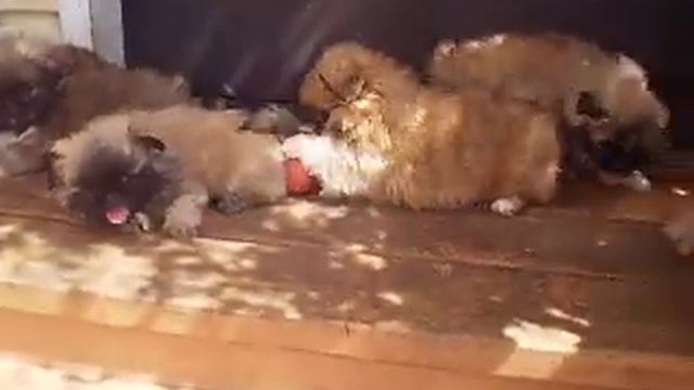 P1271025 Пекинесы Бонифаций+Рыжая 2 месяца смотреть онлайн