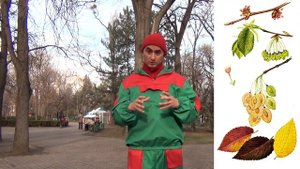 Вяз. История деревьев - Выпуск 3