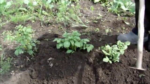 Как окучивать если твёрдая земля смотреть онлайн