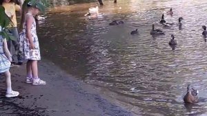 Огарей на водоёмах Москвы становится всё больше.
Москва-река становится постоянным домом для уток.