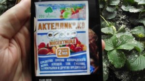 Как избавиться от земляничного клеща.