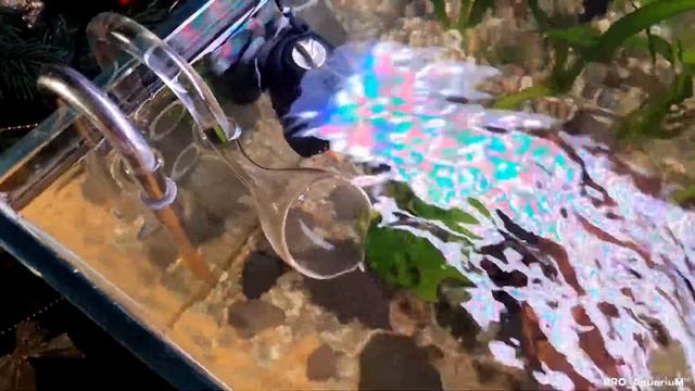 Как быстро запустить новый аквариум (Заметки для начинающего аквариумиста) смотреть онлайн