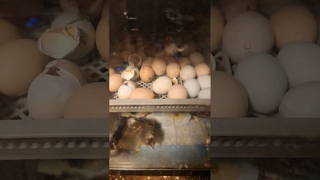 Eggs Are Hatching  Rare Breeds of Chickens, Ducks and More