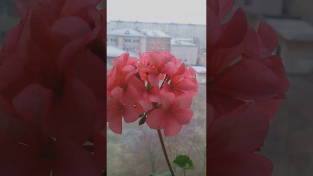 Герани ищ семян и обзор окна на кухни. смотреть онлайн