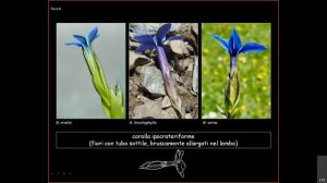 Approfondimenti  floristici: il  genere Gentiana (L.Mangili)