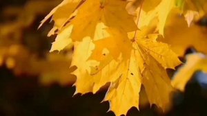 ?Золотая Осень и Фортепианная Музыка ?