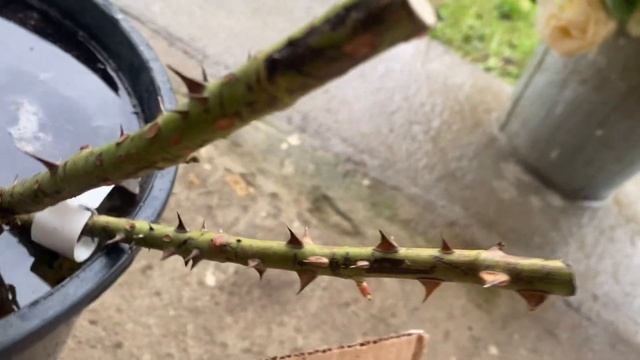 Посылка от Бутримовых смотреть онлайн