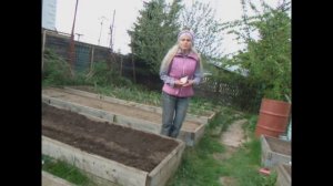 Высаживаем огурцы в траншею