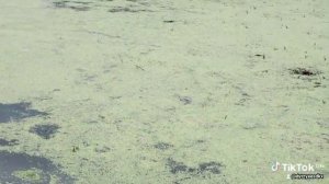 пляж на  волге реке +  озеро село Новодевичье июль 2023  год.