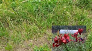 Азиатские лилии: Лондон Харт