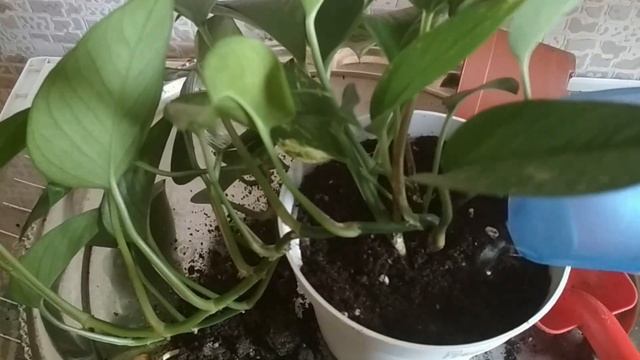 Сциндапсус Золотистый - уход и размножение. //Golden Scindapsus-care and reproduction.// смотреть онлайн