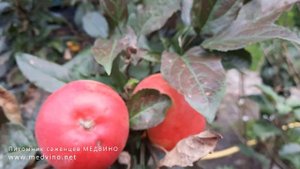 Яблоко Валюта (колонна) обзор сорта