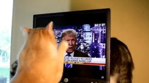 Кот не любит Трампа