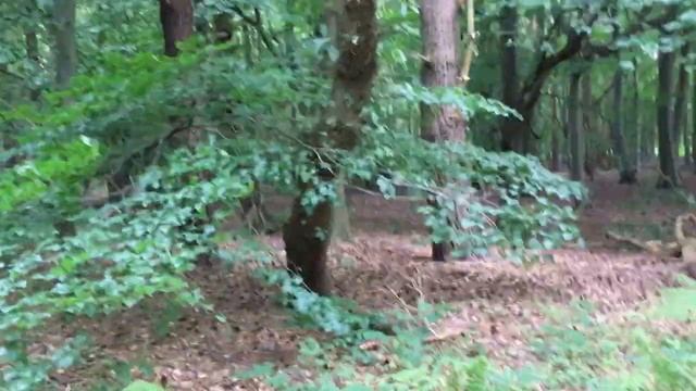 Walking, stick stacks and big stick mess смотреть онлайн