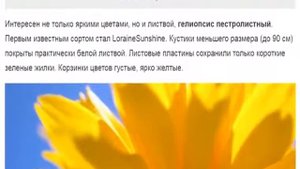 Гелиопсис   очень красивый и совсем неприхотливый