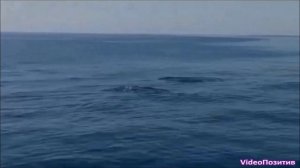 Крым  Поселок Утес