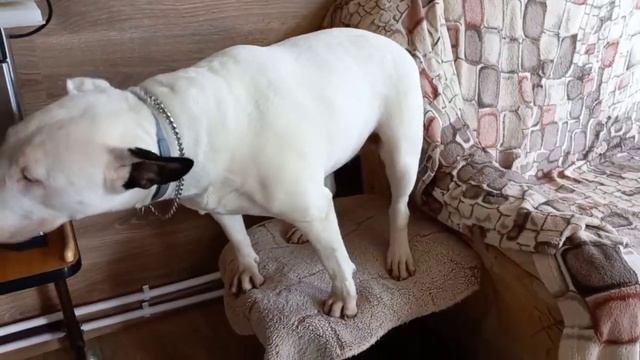 что такое собака для любви и обожания, Бультерьер Этуаль питомник чихуахуа Кастропуло Крым смотреть онлайн