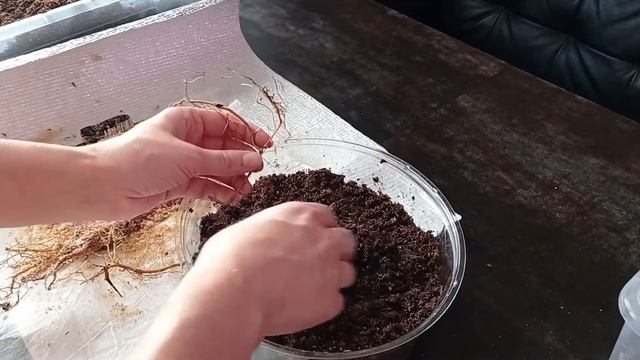 Ежевика Понка, Кэддо, Блек Джем. Пора закладывать маточный корень ежевики на проращивание 24.01.202 смотреть онлайн