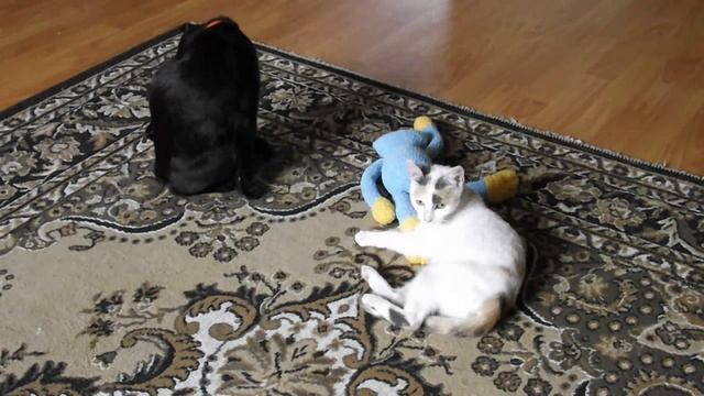 СРОЧНО НАКРЫВАЕМ КРЫШУ НА САРАЕ, ФАРШ С КУР Ухейилюй