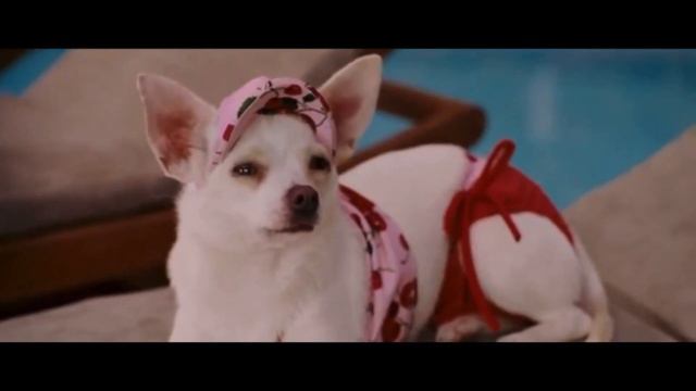 Крошка из беверли хиллз. Крошка из беверли хиллс паппи. Крошка из беверли-хиллз 4. Крошка из беверли хиллз собака. Дельгадо собака крошка из беверли хиллз.