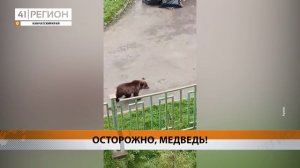МЕДВЕДЬ «ВЫШЕЛ В ЛЮДИ» И ЗАДРАЛ ЖЕРЕБЁНКА • НОВОСТИ КАМЧАТКИ