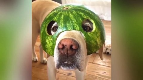 Смешные животные видео приколы / Смешные животные видео приколы про кошек и собак