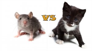 Мышь против кота видео / Mouse vs Cat video