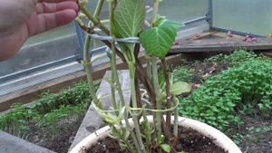 Зимовка крупнолистной гортензии "Кэнди" в прикопе.  Обрезка и подготовка к зиме