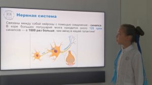 Тема 1 - Мозг