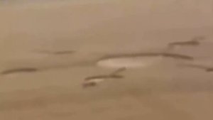КРУГИ НА ПОЛЯХ Попало видео как появляются круги на полях