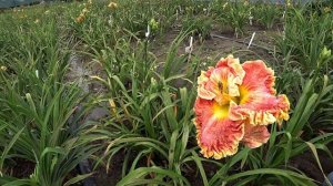 Оранжево-розовый лилейник SUN SALUTATIONS / Сад Ворошиловой