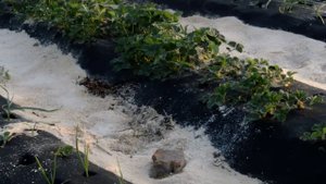 развитие клубники под агроволокном и без