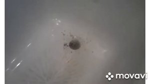 ПОТХАН БАГИ ?