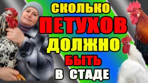 Сколько ПЕТУХОВ должно быть в стаде. Как проверить оплод яйца.