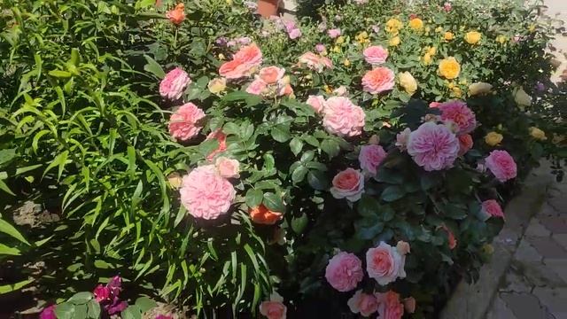 Цветение роз 2021? ОБИЛЬНОЦВЕТУЩИЕ РОЗЫ ‼Golden Celebration,Блю фо ю ,Чиппендейл, Манстед Вуд. смотреть онлайн