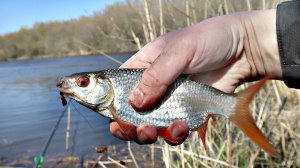 Когда весенний жор у плотвы? Когда нерест плотвы? Клюет ли плотва в нерест весной?
